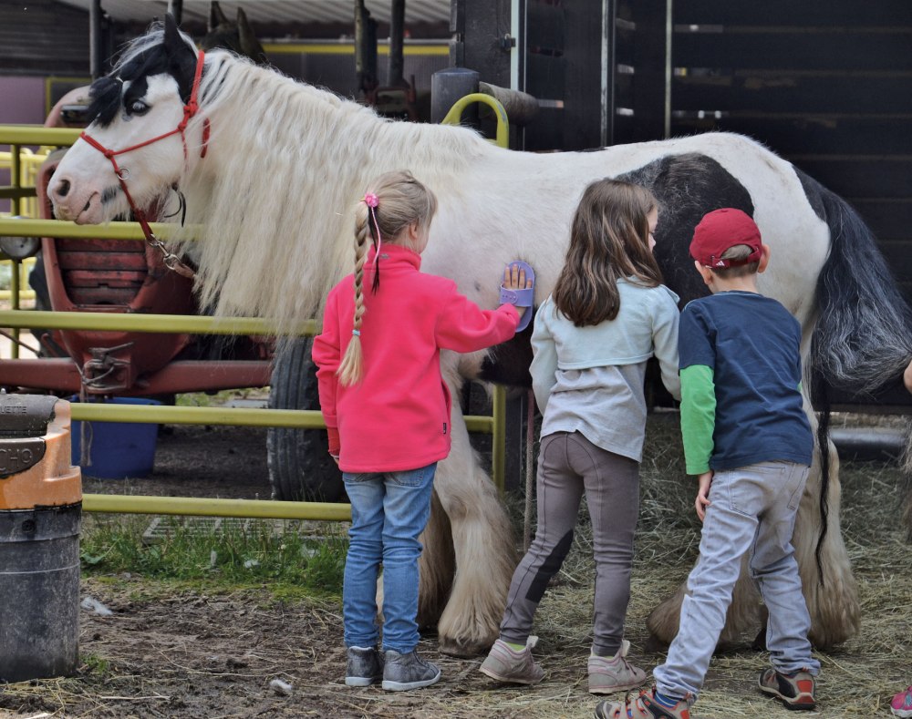 webpferd2striegelnJPG